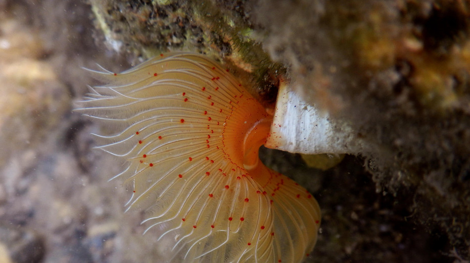  Negli anemoni di mare un inedito meccanismo di difesa dai virus 