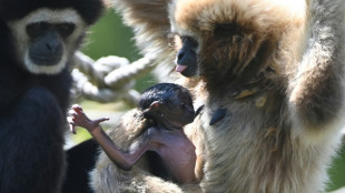 Naissance exceptionnelle d'un bébé gibbon à mains blanches dans la Sarthe
