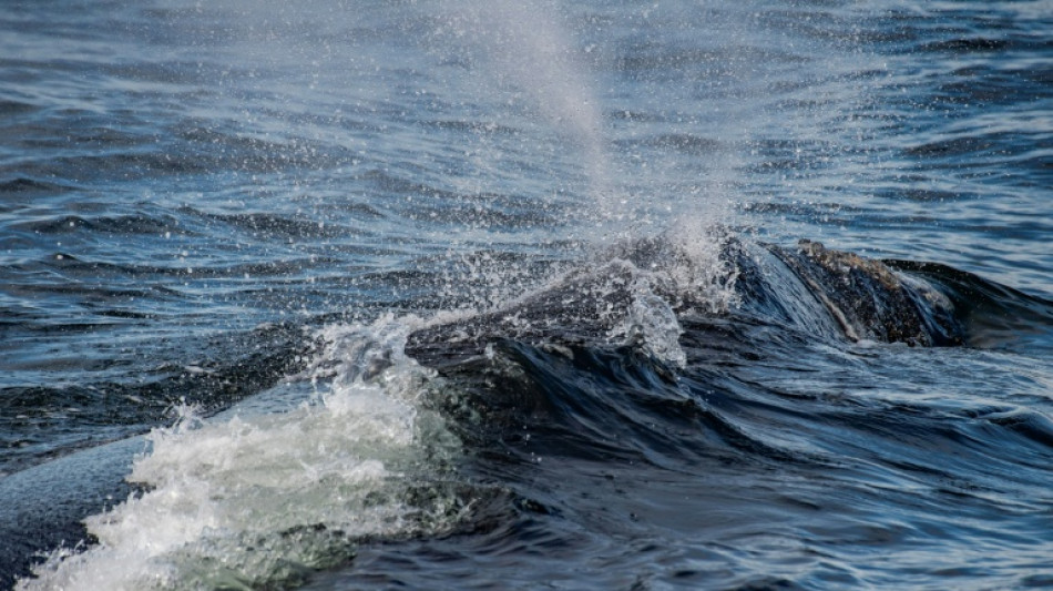  Trump restablece pesca comercial en &aacute;rea protegida del Atl&aacute;ntico 