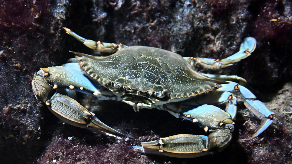  Dal granchio blu chitina di alta qualit&agrave; e pi&ugrave; sostenibile 