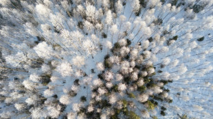 El verano de 2024 en Laponia fue el más cálido de los últimos 2.000 años