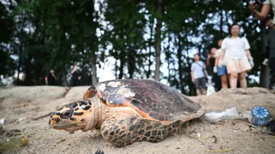  Rarissimo avvistamento di una tartaruga in via di estinzione 