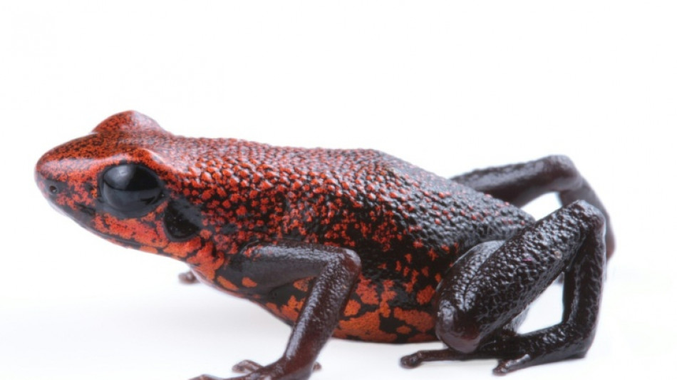  Hallan en Ecuador a "desconcertante", una nueva especie de rana diminuta y venenosa 