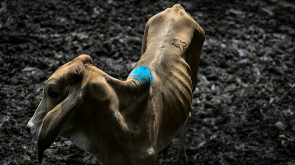  Few buyers for starving cattle in El Nino parched El Salvador 