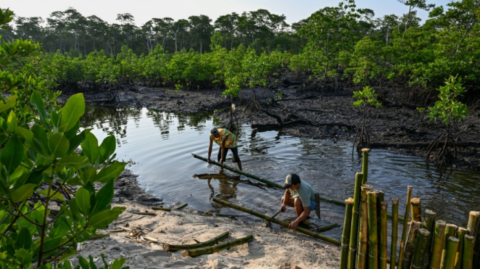  Protecting the protectors: racing to save Philippine mangroves 