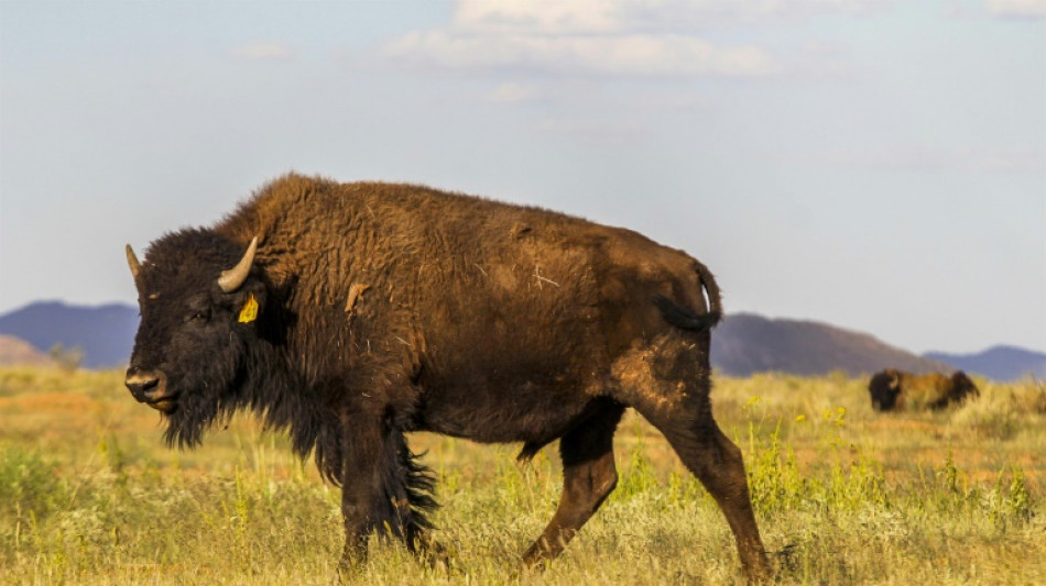 "Injusta" restricci&oacute;n de EEUU al ganado de M&eacute;xico, dice Sheinbaum