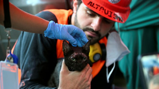 Cat rescued from ruins of Venezuela quake offers 'ray of hope'