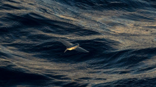 Qu'est-ce que le traité pour protéger la haute mer ?