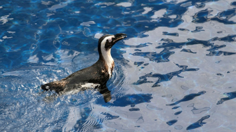  Pingüinos de El Cabo sufrieron una hambruna masiva en Sudáfrica, según un estudio 