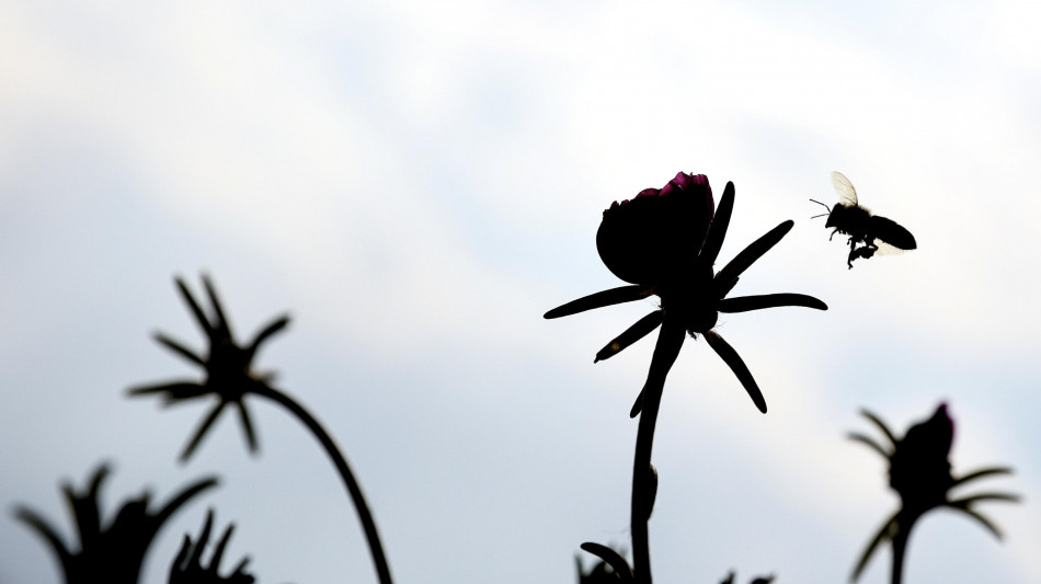 Le piante percepiscono il ronzio degli insetti impollinatori