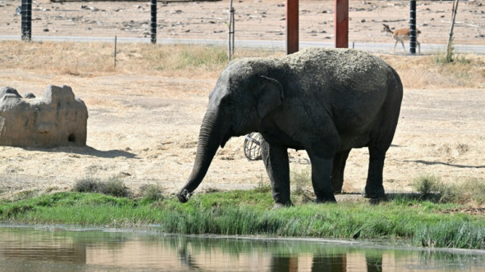  Spain safari park animals grazed calmly amid 'terror' of fire 