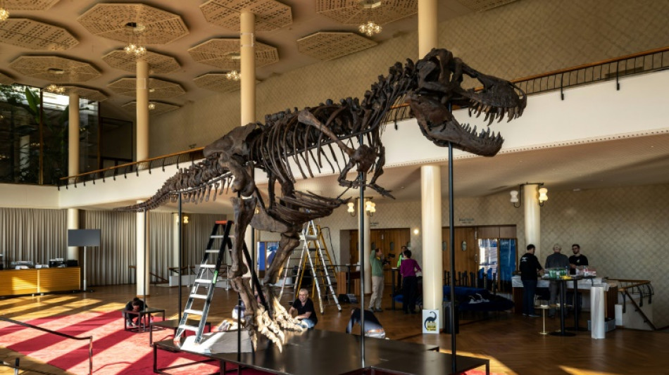 Trinity le T-Rex sera expos&eacute; en Belgique