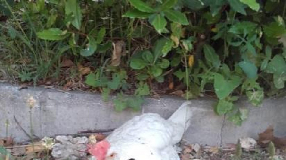  I pulcini collegano suoni e forme, come gli esseri umani 