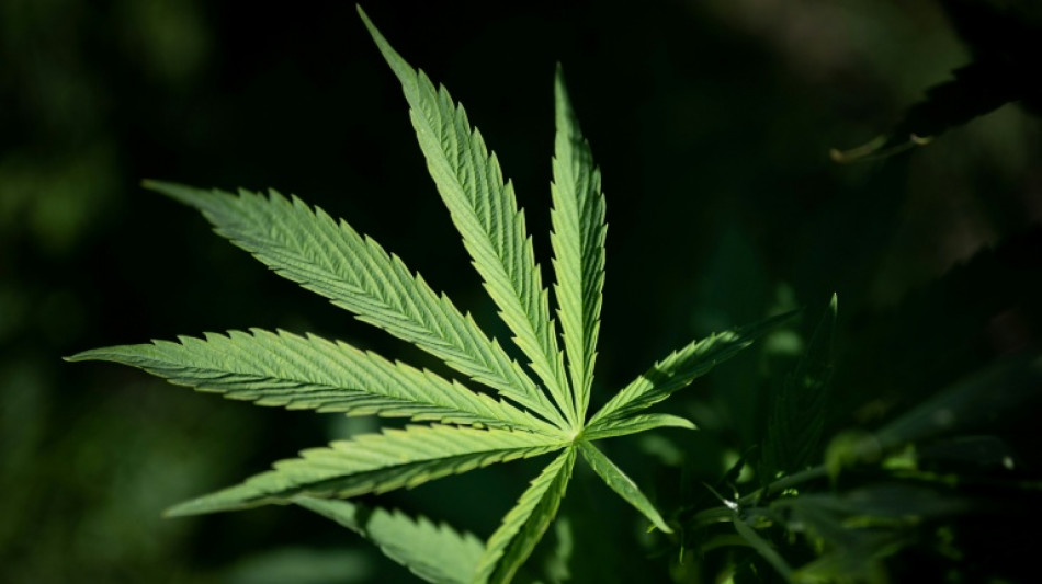  Cannabisplantage mit fast 650 Pflanzen in Sachsen-Anhalt entdeckt - zwei Festnahmen 