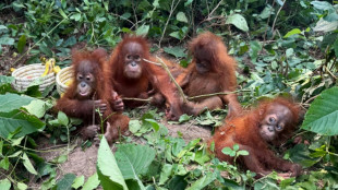 Indonesia to bring back baby orangutans allegedly trafficked to India