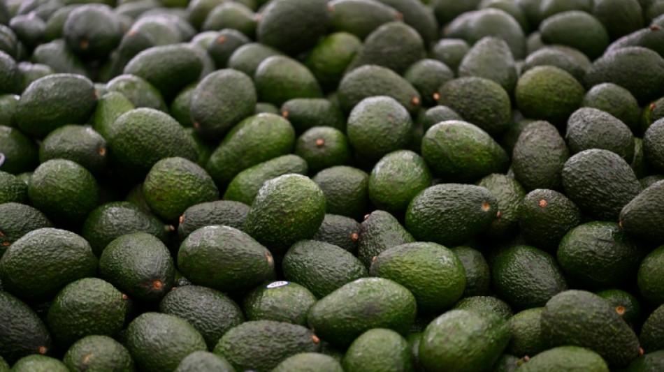  M&eacute;xico refuerza la seguridad tras la suspensi&oacute;n de los env&iacute;os de aguacate a EEUU 