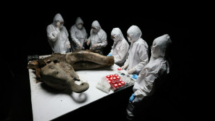 Sur la table de nécropsie, Iana le mammouth vous contemple du haut de ses 130.000 ans