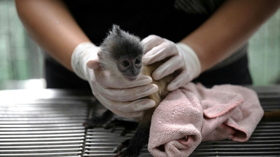  En ligne ou infiltr&eacute;s, ils luttent contre le trafic d'animaux sauvages en Tha&iuml;lande 