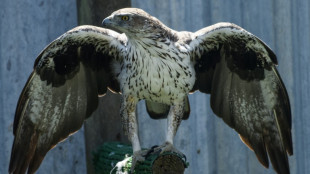 De la Vendée à l'Espagne, un élevage d'aigles réintroduit une espèce menacée
