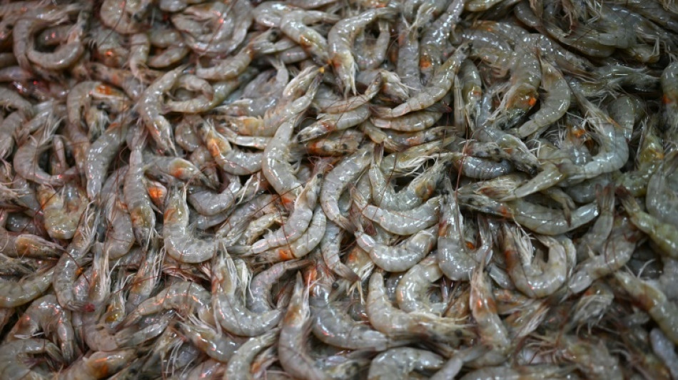 La grande distribution appel&eacute;e &agrave; s'engager contre la maltraitance des crevettes d'&eacute;levage 