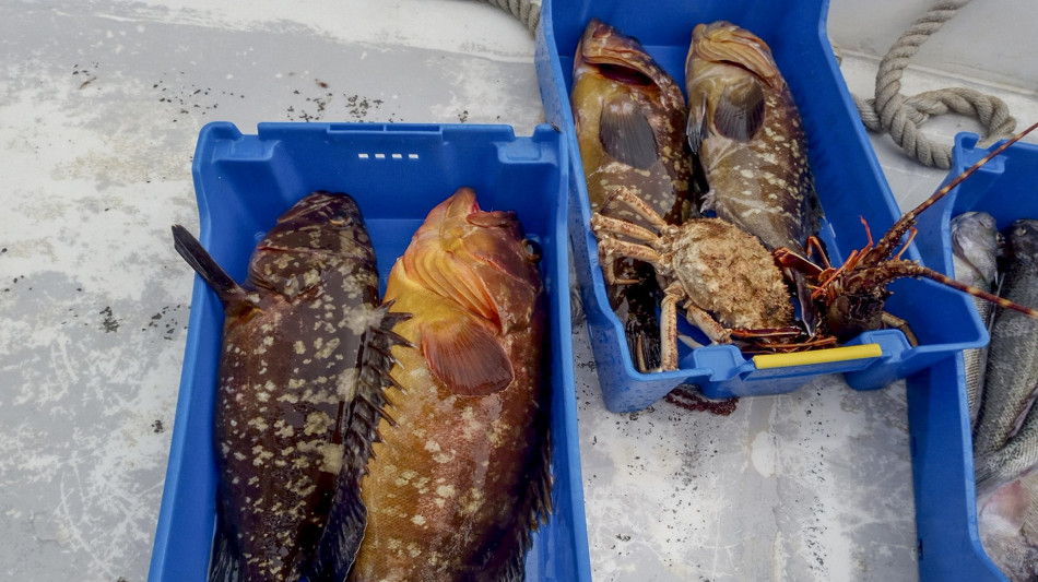  Pesca e acquacoltura: Masaf, 3 milioni di euro per il Fondo di solidariet&agrave; nazionale 