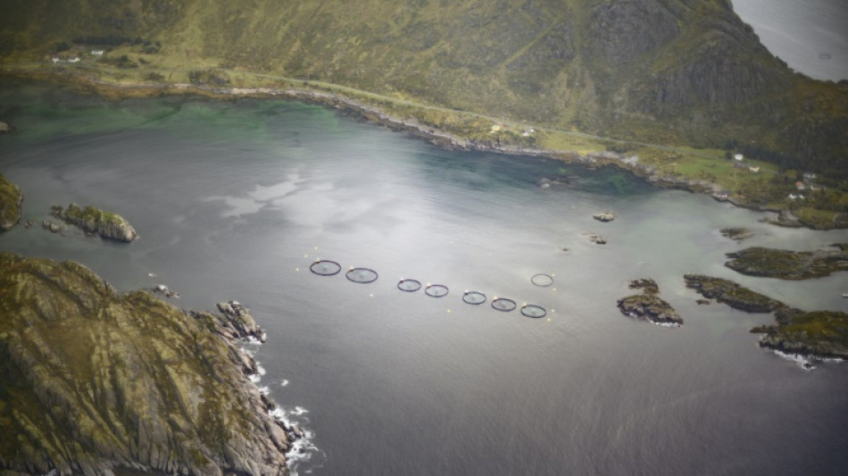 En Norv&egrave;ge, un saumon plus v&eacute;g&eacute;tarien pour le meilleur et pour le pire