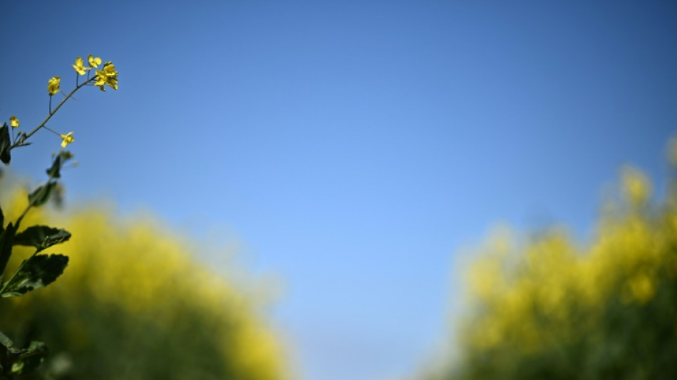 El Banco Mundial prev&eacute; altos precios de la energ&iacute;a y alimentos hasta fines de 2024