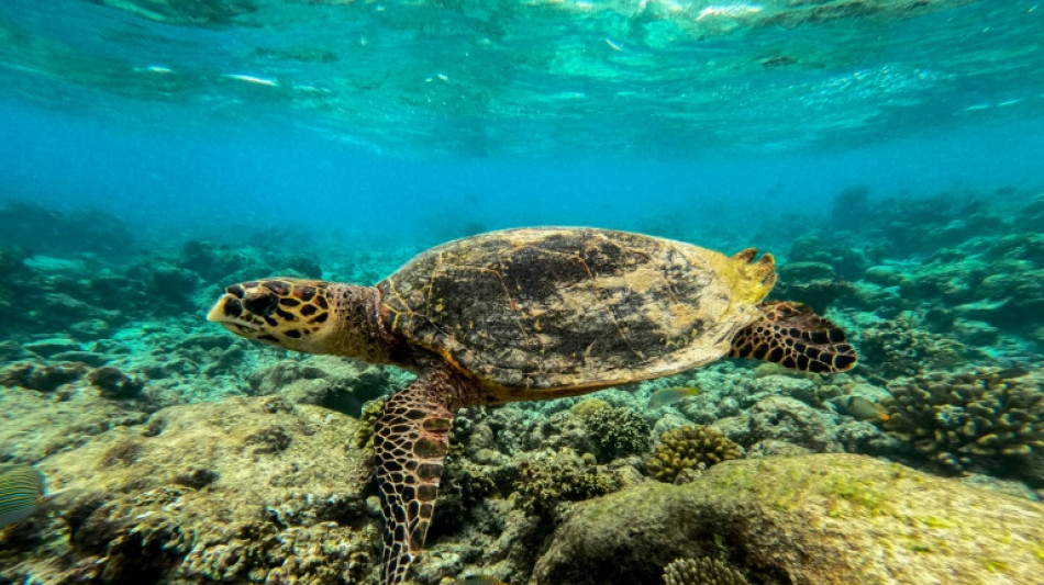 Oceans feel the heat from human climate pollution 