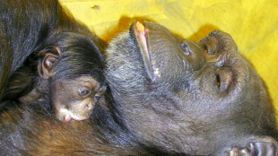 'Genius' chimpanzee Ai dies in Japan at 49