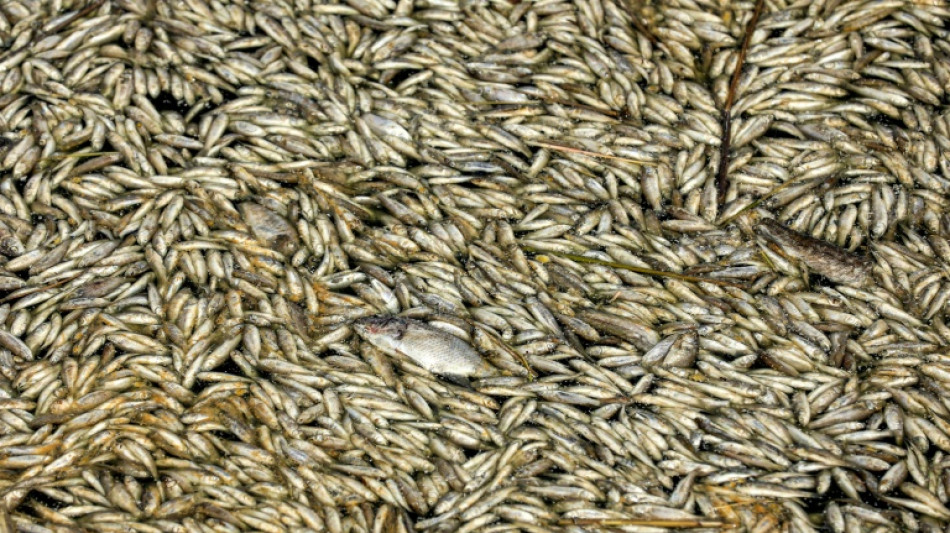 Hallados miles de peces muertos a orillas de un r&iacute;o en Irak 