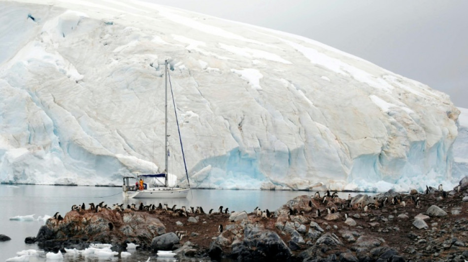  Polarforscher wegen Ausbreitung der Vogelgrippe in der Antarktis alarmiert 