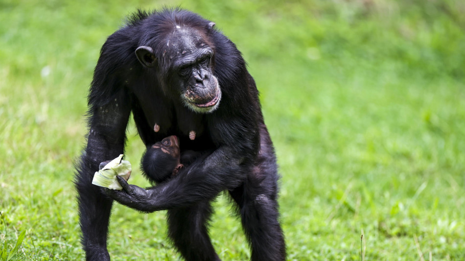 Abilit&agrave; chiave dell'uomo si sono evolute anche negli scimpanz&egrave;