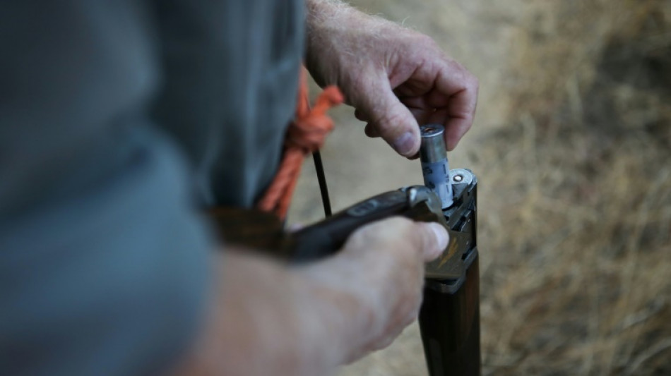 La chasse à la tourterelle des bois de nouveau autorisée en France