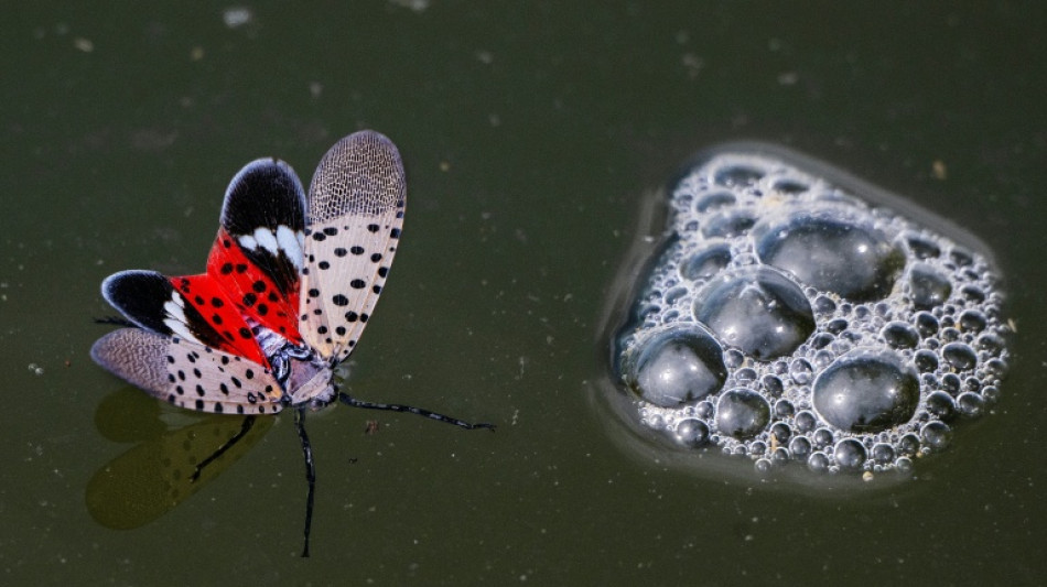  Hungary detects invasive spotted lanternfly for first time in EU
 