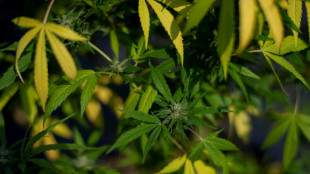 Fast 600 Hanfpflanzen bei Kontrolle an deutsch-niederl&auml;ndischer Grenze entdeckt