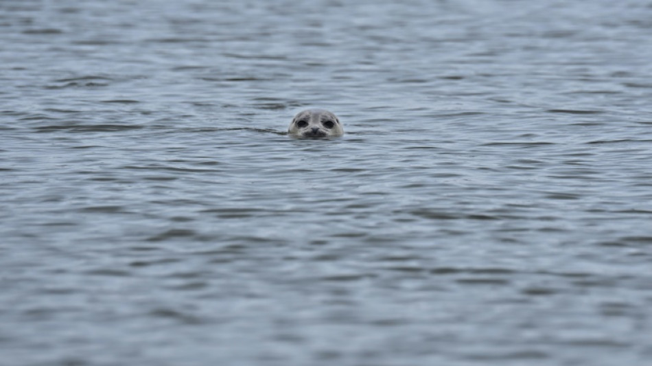 Seehundbestand im nieders&auml;chsischen Wattenmeer auf hohem Niveau stabil